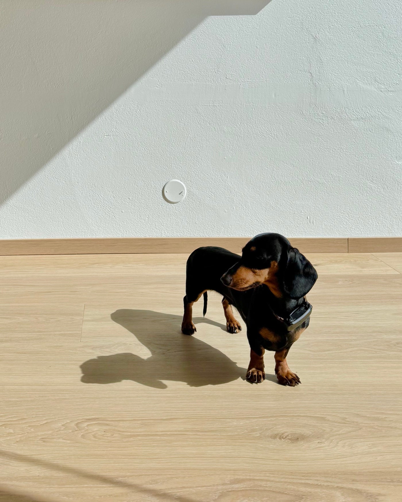 Poppy, the sausage dog